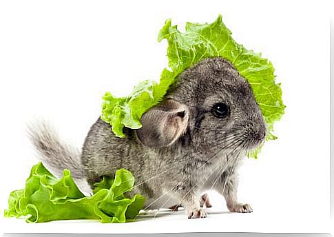 chinchilla with lettuce leaf