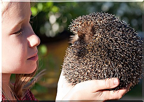 A day in the life of the hedgehog