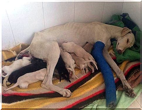 A dog runs 3 km to save her puppies