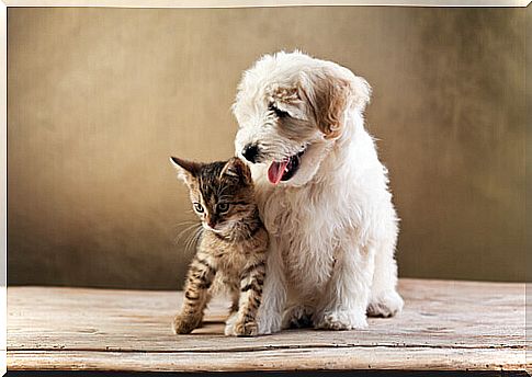 dog-and-cat-together