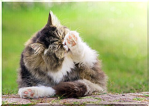 Allergies in cats: how do they manifest themselves?