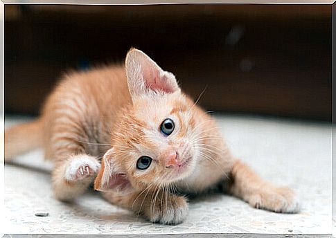 Kitten scratching his ear due to an allergy.