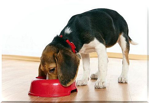 Beagle eating from the red bowl 