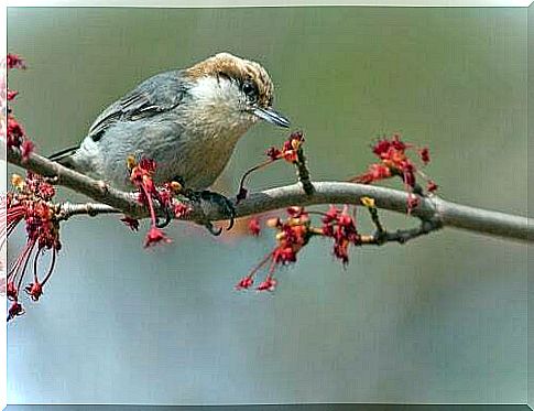 An extinct bird reappears in the Bahamas