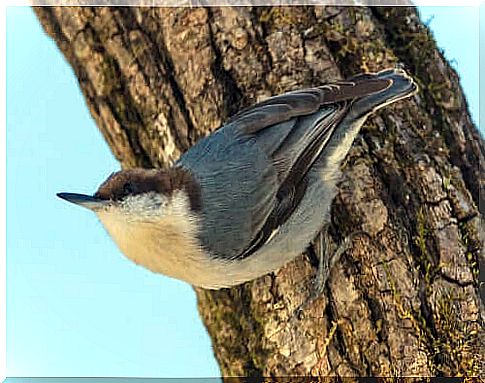 Nuthatch