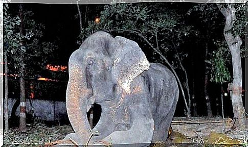 elefante del circo che piange