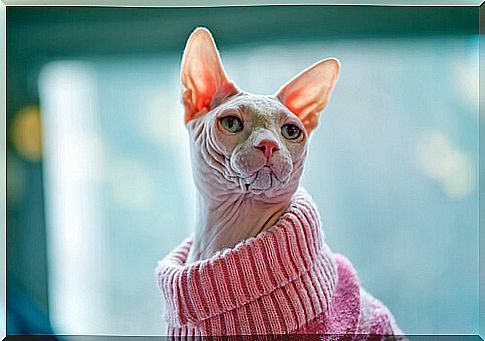 cat with pink sweater