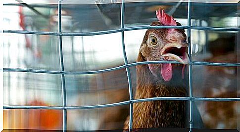 Benessere animale nell'Unione Europea. Un esempio sono le gabbie arricchite per galline.