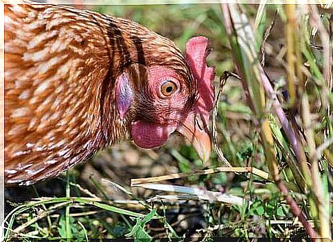 Hen in the open air.