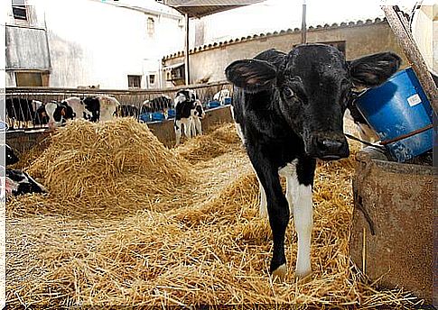 Aphthous fever in cattle