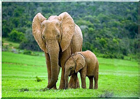 Elephant mom and baby