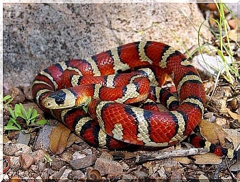 Coral snake on the rocks 