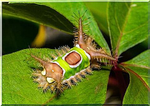 Caterpillar on leaf 