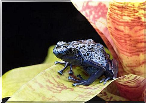 Arrow frog on leaf 