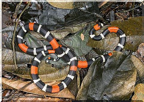 Coral snake above the leaves 