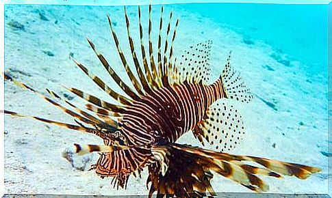 Lion fish in the water 