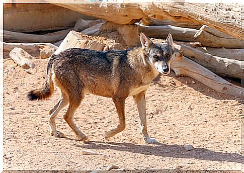 Arabian wolf: characteristics, behavior and habitat