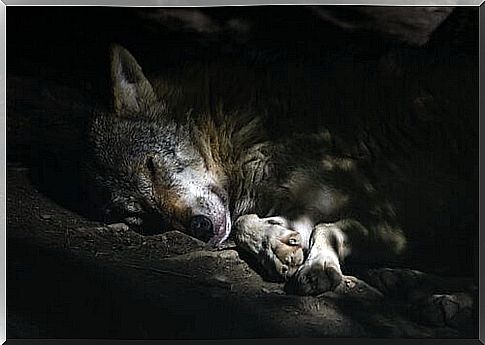 an Arabian wolf asleep lying down at night