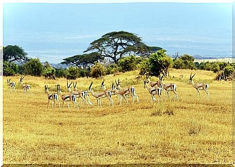 a group of gazelles