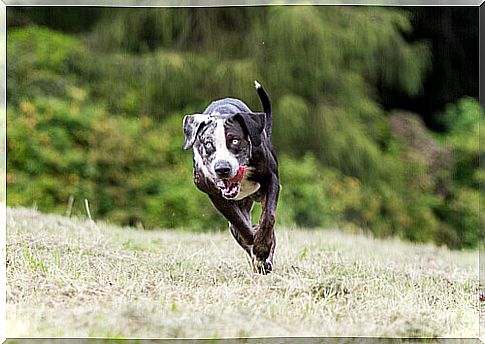 Argentina bans greyhound racing