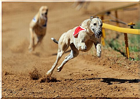 greyhound racing