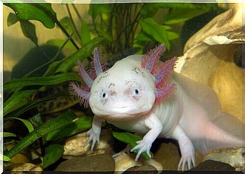 Axolotl: find out what animal it is