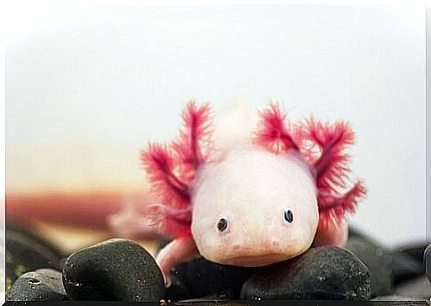 pink axolotl