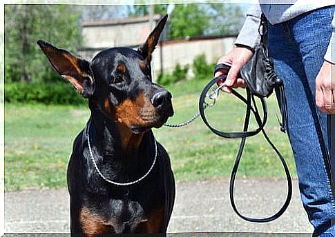 Basic training for the Dobermann