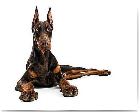 Doberman Pinscher lying down 