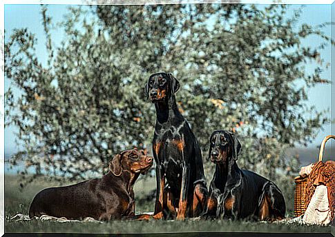 Dobermann specimens on the lawn 