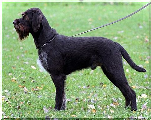 Bohemian Wirehaired Pointing Dog