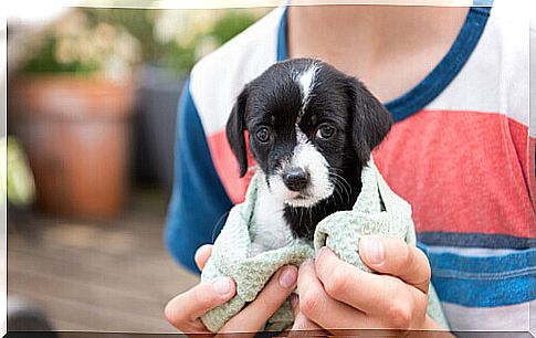 person with puppy in hand