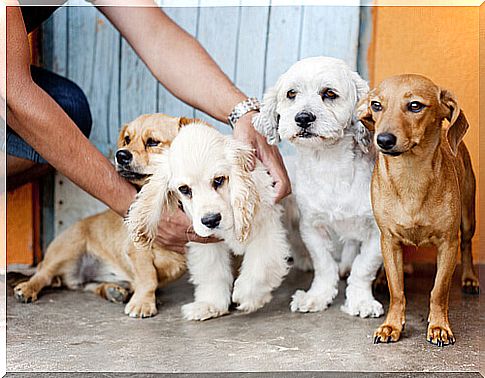 four white and brown puppies