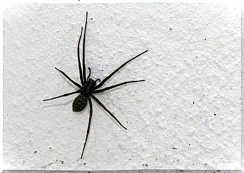 Black spider on white wall