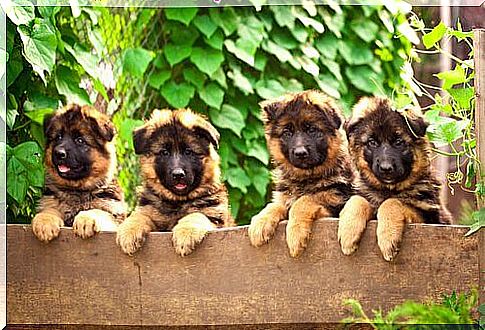 German shepherd puppies