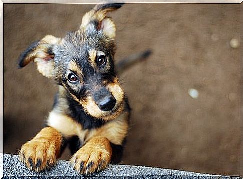 Puppy leans over the fence