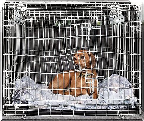 Puppy in a cage