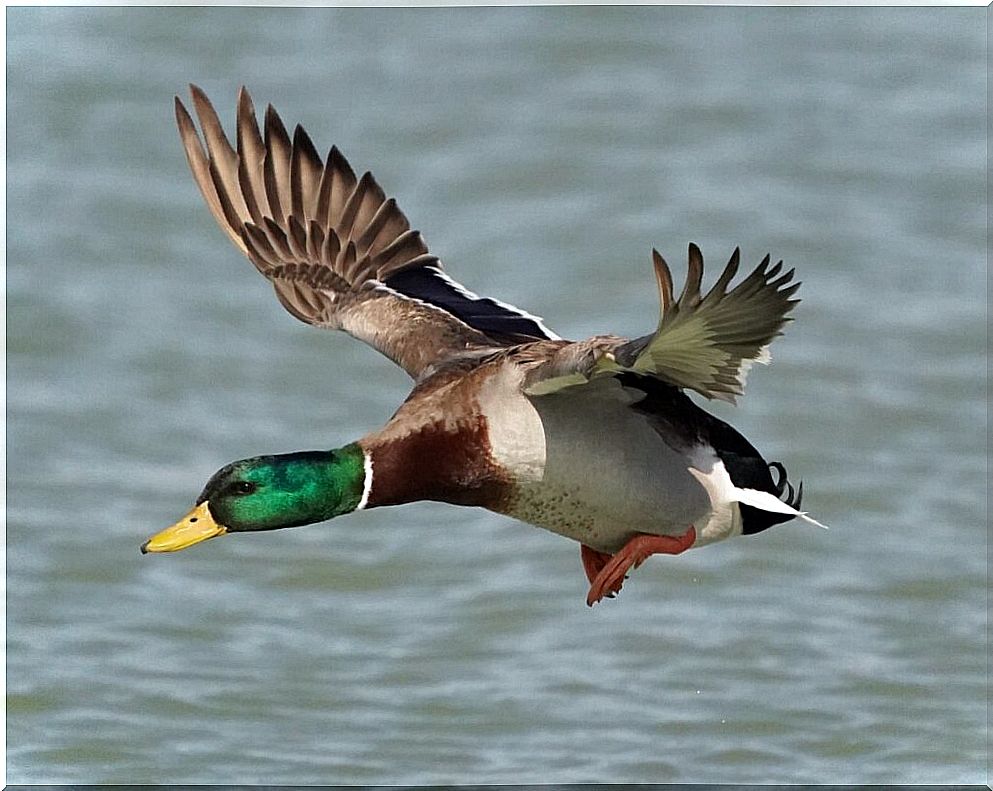 Can ducks fly?