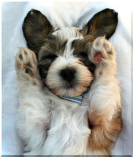 Dog sleeps with his paws up