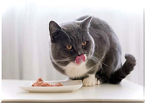 Wet food for cats