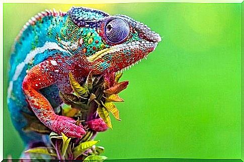 Multicolored skin of a chameleon