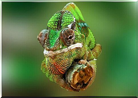 Muzzle of a chameleon seen up close