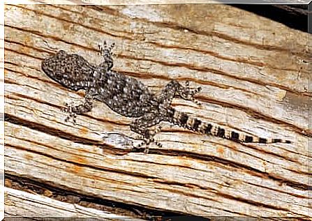 Common gecko specimen walks on the wood.