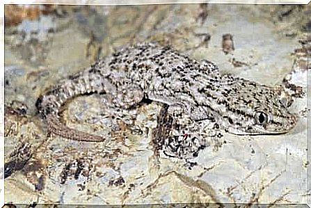 Common gecko specimen camouflaged in light gray.