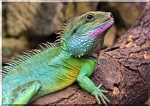 Chinese water dragon: how to care for it