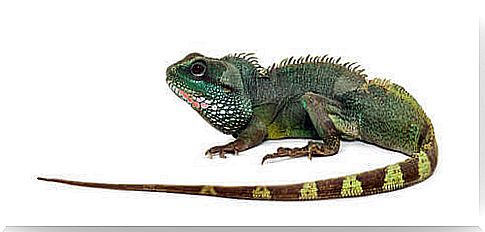 A Chinese water dragon on a white background.