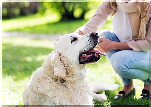 girl caresses dog sitting in the meadow