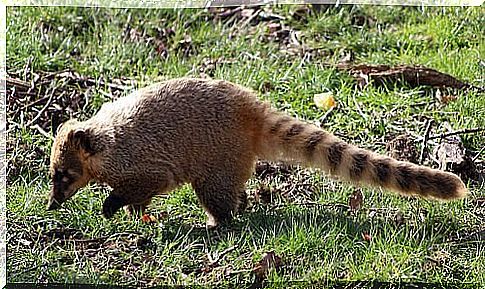 Coati: characteristics, behavior and habitat