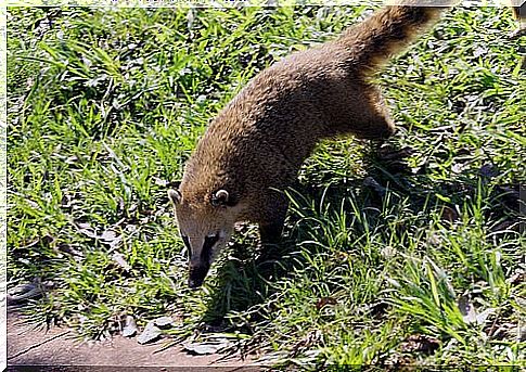 un Coati adulto cammina su un prato