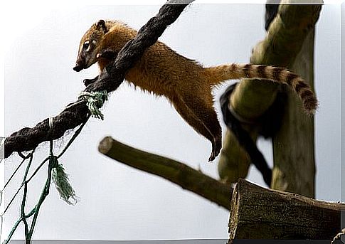 un Coati salta da un ramo all'altro